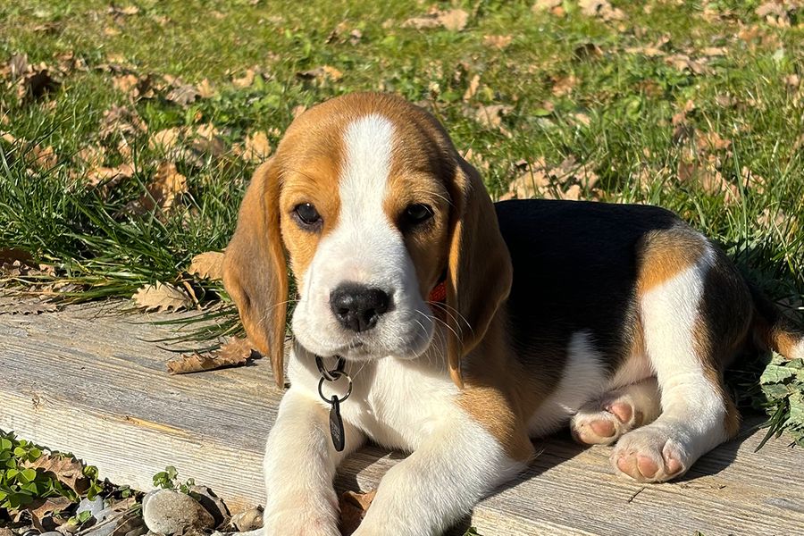 Patch de puppy illustreert Camilles tip voor albelli om Live-modus te gebruiken tijdens puppyfotoshoots, zodat je later makkelijk de beste foto kunt kiezen.