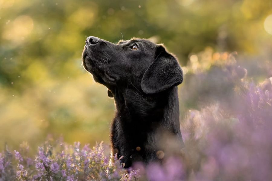 Een zwarte labrador staat in een lavendelveld, ter illustratie van Holly Dwyers tip voor albelli om een echte band vast te leggen tijdens familiefotoshoots met huisdieren.
