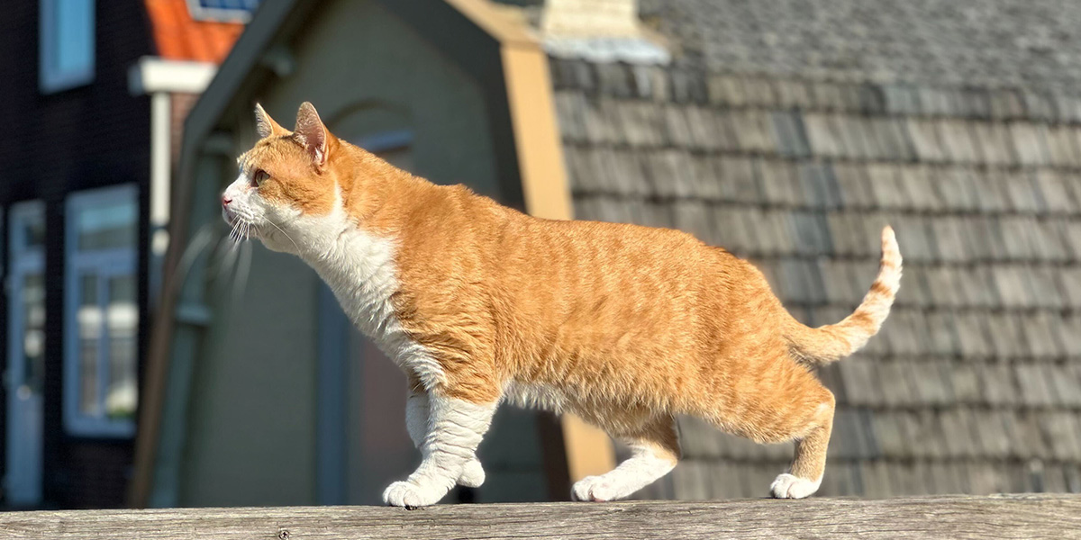 Een rode kat illustreert albelli's deskundige gids voor het maken van betere huisdierfoto's, met tips voor kat- en hondenfotoshoots.