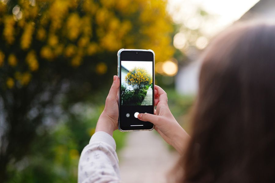 Iemand maakt een foto van een mooie struik met gele bloemen, ter illustratie van hoe snel foto-overload ontstaat in albelli's gids voor het opruimen van foto's.