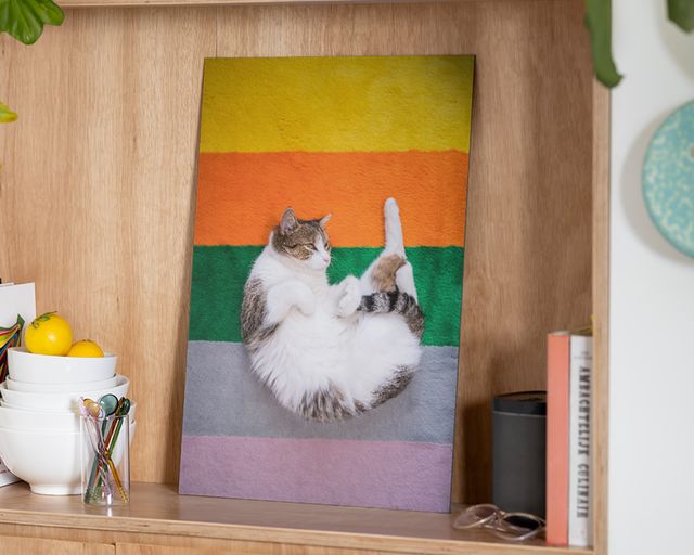 Foto op aluminium met een kat op een mat met regenboogstrepen.