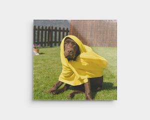 Foto op plexiglas van een hond buiten in een gele deken.